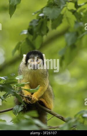 Ein Springaffe sitzt auf einem Ast, umgeben von grünen Blättern, Springaffe oder Schwarzkap-Springaffe (Saimiri boliviensis), Jungtier Stockfoto