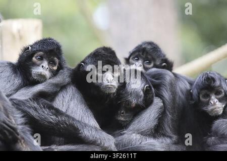 Eine Gruppe schwarzer Affen sitzt eng aneinander gedrängt auf einem Baumstamm in ihrem natürlichen Lebensraum, braunköpfige Spinnenaffen (Ateles fusciceps robustu Stockfoto