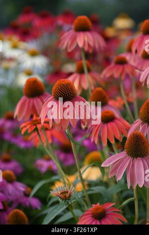 Mehrfarbige Sonnenhutblumen (lachsfarben im Vordergrund), Version 1 Stockfoto