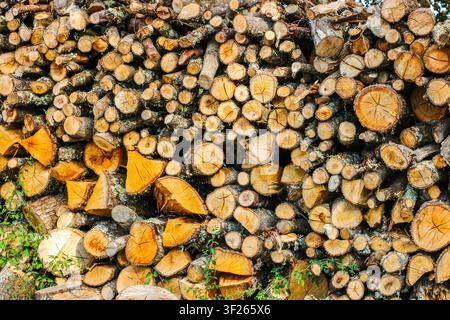 Geschnittene Baumstämme, die zu einem Stapel aufgeschichtet sind Stockfoto