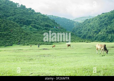 Rinder grasen in einem üppigen grünen Bergtal, umgeben von bewaldeten Hügeln Stockfoto