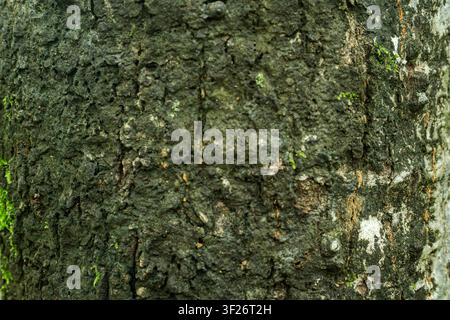 Nahaufnahme der rauen Rindenstruktur mit Moos und natürlichen Mustern Stockfoto