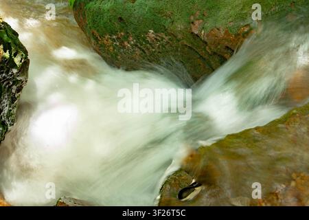 Ein kleiner Wasserfall stürzt über moosbedeckte Felsen in einen flachen, fließenden Bach, der von Grün umgeben ist. Stockfoto