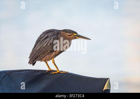 Ein minimalistisches Porträt eines Zwergreiher, auch bekannt als Mangrove-Reiher, mit ausgezeichnetem Federzustand, der auf einer Bootsabdeckung in einem Kanal sitzt Stockfoto