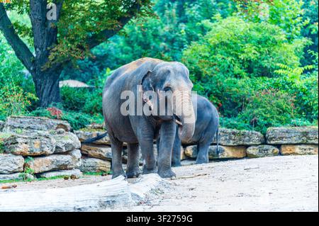 Nahaufnahme eines asiatischen Elefanten, der in einem geräumigen Außengehege im Zoo Leipzig in Deutschland steht. Der große graue Elefant wird von vorne gesehen Stockfoto