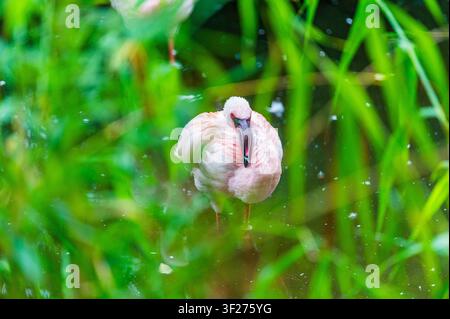 Ein einzelner rosafarbener Löffelschnabel steht in ruhigem, flachem Wasser im Zoo Leipzig in Deutschland. Der exotische Wattvogel wird von lebhaften grünen Schilfen eingerahmt und f Stockfoto