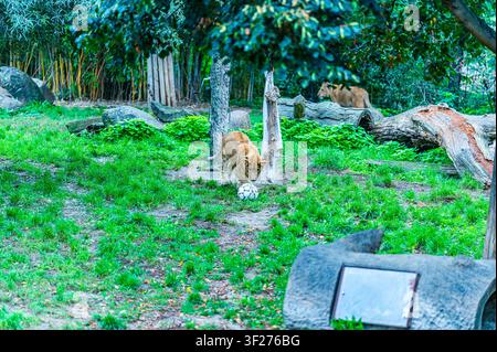 Breitwinkelaufnahme eines jungen Löwen, der mit einem abgenutzten weißen Fußball in einem grasbewachsenen Gehege im Zoo Leipzig in Deutschland spielt. Die Großkatze steht über t Stockfoto