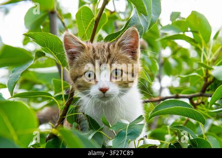 Katze auf den Ästen eines Baumes. Porträt eines Kätzchens. Katze schaut in die Kamera. Stockfoto