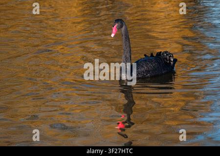 Schwarzschwan, Cygnus atratus, dunkles Körpergefieder, weiße Federspitzen an den Flügeln, orange-roter Schnabel, weißer Band nahe der Spitze, hellrote Augen Stockfoto