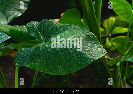 Nahaufnahme von Regentropfen auf den Blättern von Xanthosoma sagittifolium, auch bekannt als Elefantenpflanze, Pfeilblättrige Elefantenohr usw. Stockfoto