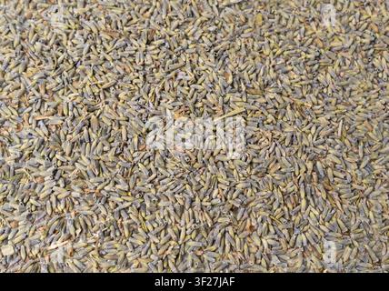Trockenes Lavendelfloren-Texturrhintergrund, Lavandula-Parfümknospenmuster, Blütenblätter-Banner, Duft-Fliederblüten mit Kopffrei für Text, klein getrocknet Stockfoto