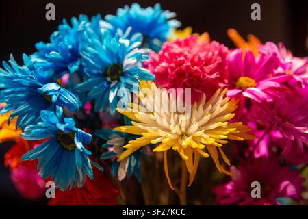 Ein lebendiges Blumenbouquet mit künstlichen oder gefärbten blauen Chrysanthemen neben hellroten, gelben und magentafarbenen Gerbera-Gänseblümchen in einer Nahaufnahme Stockfoto