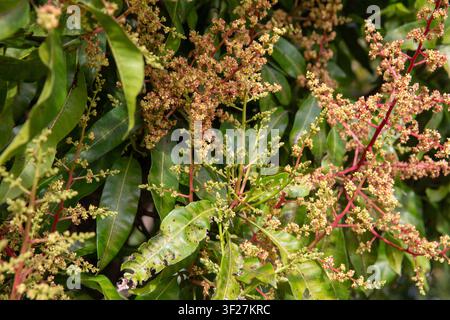 Eine detaillierte Nahaufnahme eines Mangobaums (Mangifera indica) in voller Blüte, der dichte Büschel winziger gelblich-rosa Blütenrispen zeigt, die wachsen Stockfoto