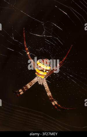 St.-Andreas-Kreuz-Spinnename (Argiope keyserlingi) in ihrem Netz, Far North Queensland, Australien Stockfoto
