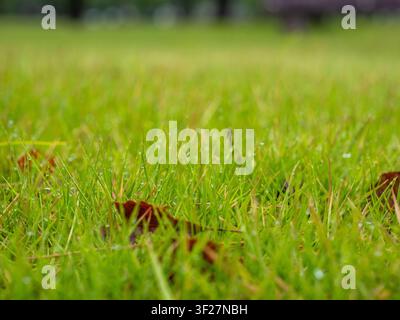 Nahaufnahme von nassem grünem Gras mit Tautropfen und gefallenen braunen Blättern in einem Park nach dem Regen, Tokio, Japan Stockfoto
