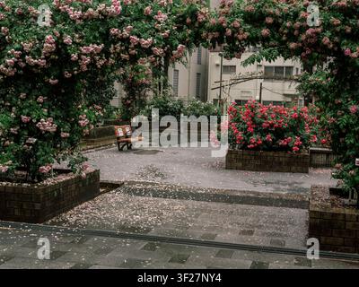 Blühende Kletterrosen über einem kleinen öffentlichen Garten mit einer Holzbank und gefallenen Blütenblättern nach dem Regen, Akasaka, Tokio, Japan Stockfoto