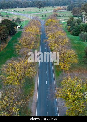 Blick hinab auf eine Reihe goldener Ulmen entlang einer Landstraße in Newstead im Zentrum von Victoria, Australien. Stockfoto