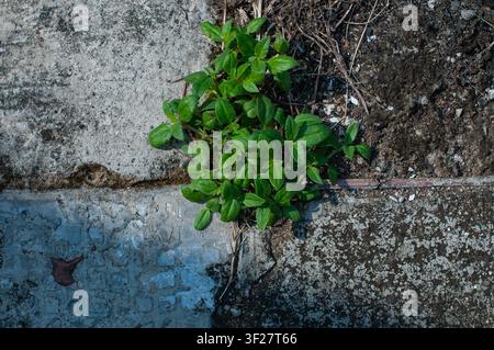 Die Natur findet einen Weg. Grüne Pflanzen und Unkraut wachsen durch Risse im alten Beton und zeigen Widerstandsfähigkeit in einer städtischen Umgebung. Stockfoto