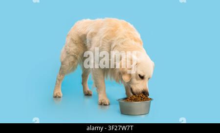 Golden Retriever Hund frisst Trockenfutter aus einer Schüssel auf blauem Hintergrund, Haustiernahrungs-Konzept Stockfoto