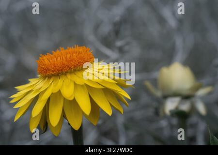 Gelber Strohblumenblüten makro nah mit selektivem Farbeffekt, makroblumiges Porträt mit grauem verschwommenem Hintergrund Stockfoto