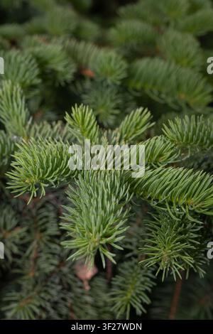 Nahaufnahme eines immergrünen Nadelbaumzweigs mit frischen grünen Nadeln und einem weichen verschwommenen natürlichen Hintergrund, geeignet für Wald-, botanische und Stockfoto