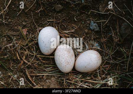 Eine detaillierte Ansicht von drei weißen ovalen Hühnereiern, die in einem natürlichen Bodennest aus trockenem Gras, Stroh und verstreuten Vogelfedern liegen, erneut gesetzt Stockfoto