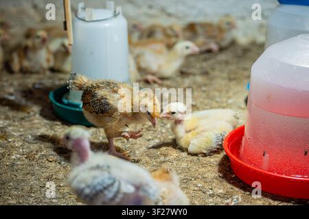 Eine Hochwinkelaufnahme, die eine Gruppe kleiner, hell gefärbter Küken in einer Farmumgebung zeigt, die sich in der Nähe von Kunststoff-Wasser- und Futterspendern auf einem Schotterboden drängen Stockfoto