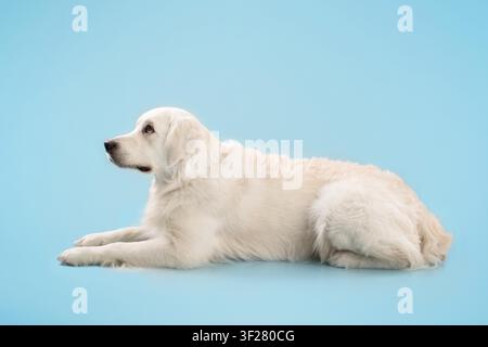 Golden-Retriever-Hund in Seitenansicht liegend, ruhig und entspannt, Studiohintergrund Stockfoto