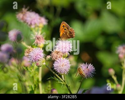 Ein Gatekeeper-Schmetterling (Pyronia tithonus) und eine Honigbiene, die an lila Krebskrautblüten (Cirsium arvense) füttern. Stockfoto