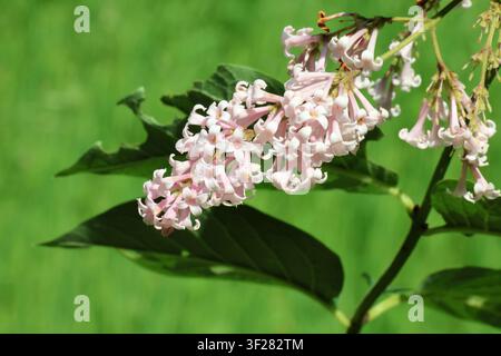 Syringa tomentella. Nahaufnahme eines rosa-weißen Blütenstands von rosa-weißen, filzigen Fliederblüten im Frühling. Stockfoto