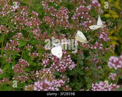Kleiner Weißer, Pieris rapae, füttert an wildem Margoram Sommer Juli Stockfoto