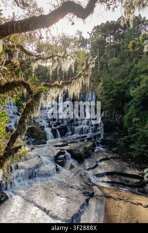 Alter Mannes Bart, Usnea barbata Flechte, die auf Bäumen wächst und Kaskade als Hintergrund. Stockfoto