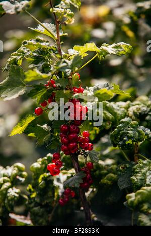 Reife rote Johannisbeeren hängen am Strauch Stockfoto