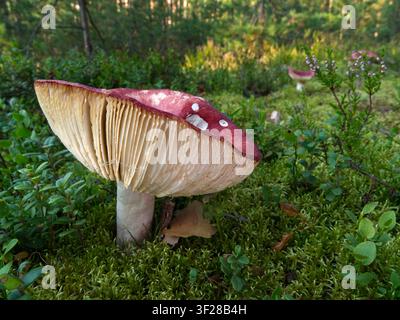 Pilze, die im Herbstwald wachsen. (Russula sanguinaria) Stockfoto