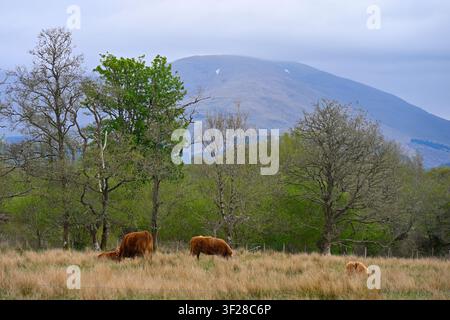 Rote Hochlandkühe, die mit Bäumen und Bergen im Hintergrund grasen, gesehen von Kilchurn in den schottischen Highlands Schottland UK Mai Stockfoto