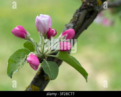 Äste eines blühenden rosa Apfelbaums mit Knospen und Blüten in einem Frühlingsobstgarten. Stockfoto