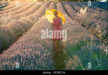 Eine reife Frau in einem rosa Kleid, einem Strohhut und einem gelben Regenschirm steht mitten in einem blühenden Lavendelfeld auf dem Plateau von Valensole am s Stockfoto