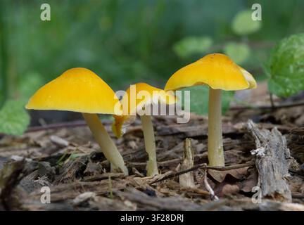 Gelbe Pilze, die im Sommerwald wachsen. Nahaufnahme. Stockfoto