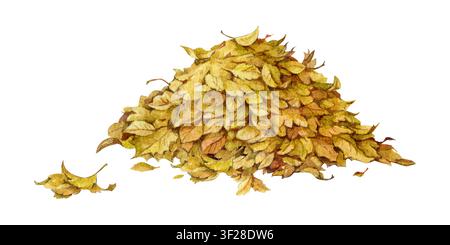 Herbstliche gefallene Blätter, isoliert auf weißem Hintergrund. Rustikale Herbst-handgemalte Aquarellillustration botanisch für saisonale Markenbildung, Verpackung Stockfoto