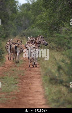 Ansicht einer Herde von Zebras, die einen Feldweg entlanglaufen im Tumbeta Private Game Reserve, Thabazimbi, Limpopo, Südafrika. Stockfoto