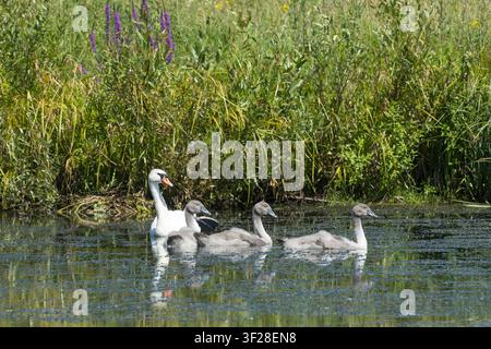 Höckerschwan, Männchen mit Küken, Höcker-Schwan, Schwan, Cygnus olor, Mute Swan, Schwan, männlich, Küken, Küken, Cygne tuberculé, Cygne muet Stockfoto