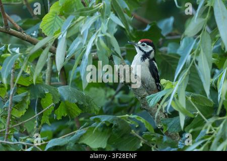 Buntspecht, Jungvogel, Bunt-Specht, Specht, Spechte, Dendrocopos major, Picoides major, Buntspecht, Spechtmeise Stockfoto