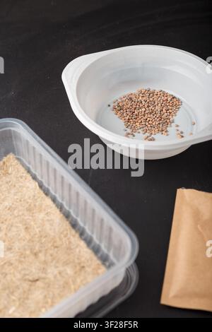 Mikrogemüse-Anbauset. Plastikplatte mit Rettichsamen, Behälter mit Leinen-Substratmatte, Paket mit Samen auf schwarzem Holzuntergrund Stockfoto