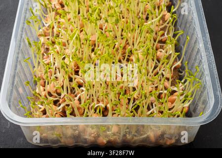 Linsen-Mikrogrün-Makro. Keimende Samen, frische junge Linsensprossen Nahaufnahme Stockfoto