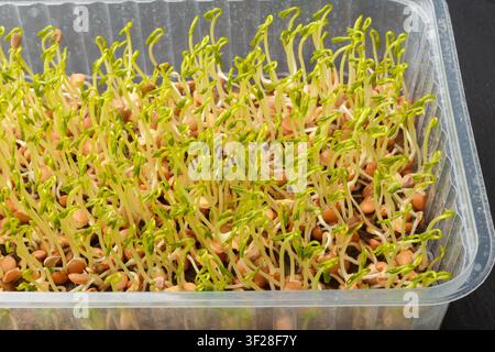 Linsen-Mikrogrün-Makro. Keimende Samen, frische junge Linsensprossen Nahaufnahme Stockfoto