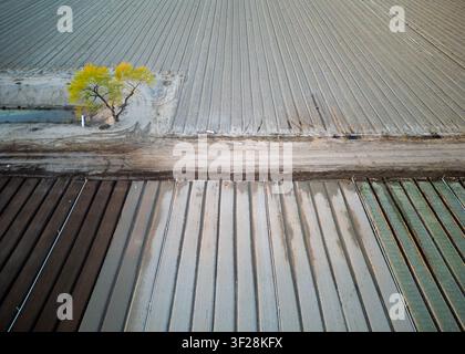 Luftaufnahme von landwirtschaftlichen Feldern mit Reihen von Boden, einer Schotterstraße und einem einzelnen Baum mit gelben Blättern in der Nähe eines kleinen Bewässerungsgrabens in Bakersfield Stockfoto