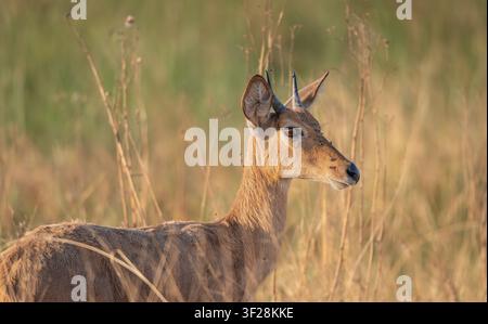 Reedbock, der im Moremi-Wildreservat in Botswana, Afrika, von Fliegen belästigt wird Stockfoto