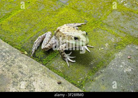Nahaufnahme eines grünen Frosches, der auf moosbedecktem Steinpflaster im Freien ruht, und zeigt Amphibien-Wildtiere in einer natürlichen feuchten Umgebung. Stockfoto