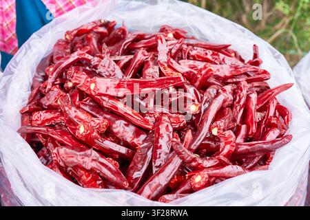 Verkäufer verkaufen Tüten mit roten getrockneten Paprikaschoten unter bunten Sonnenschirmen auf einem Freiluftmarkt. Authentische Szene, die den asiatischen Herbst-Ernteeinzelhandel in den Mittelpunkt stellt. Stockfoto