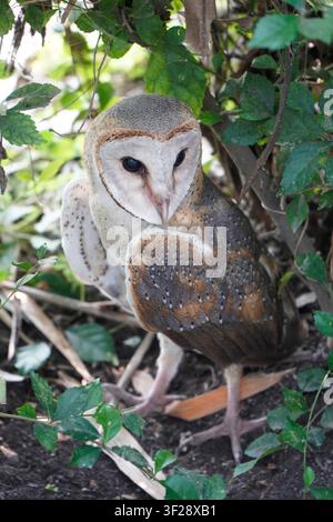 Schleiereule im Gebüsch während des Tages (Tyto alba) Stockfoto